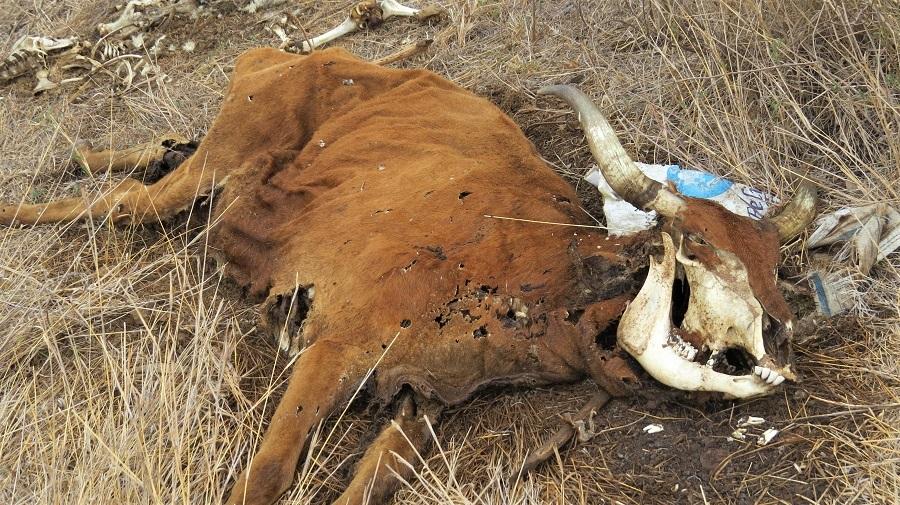 Rare disease kills 400 head of cattle in Manica