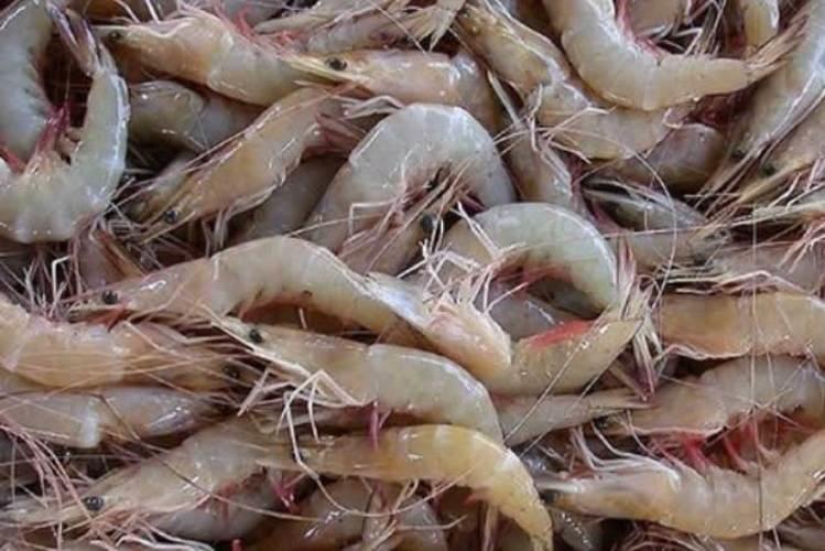 Prawns fishing closed for four months Prawns fishing closed for four months