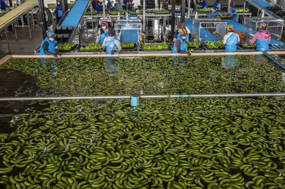 Expected growth of agriculture industry, tourism and services influenced Mozambique’s budget Expected growth of agriculture industry, tourism and services influenced Mozambique’s budget