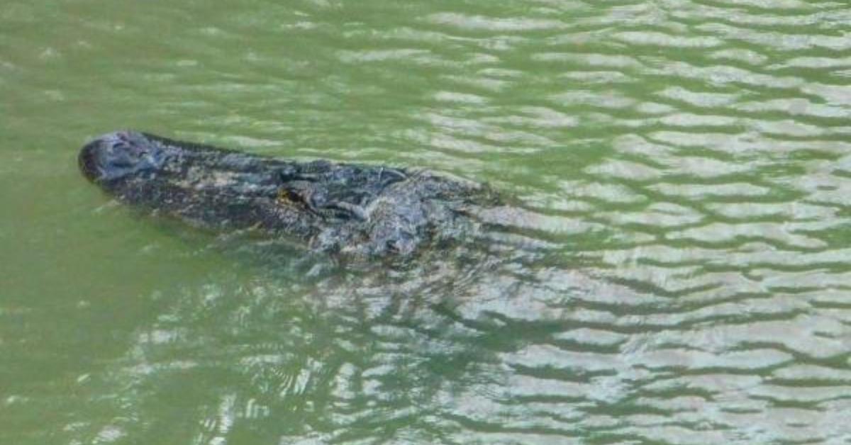 One dead in crocodile attack on the Púnguè River One dead in crocodile attack on the Púnguè River
