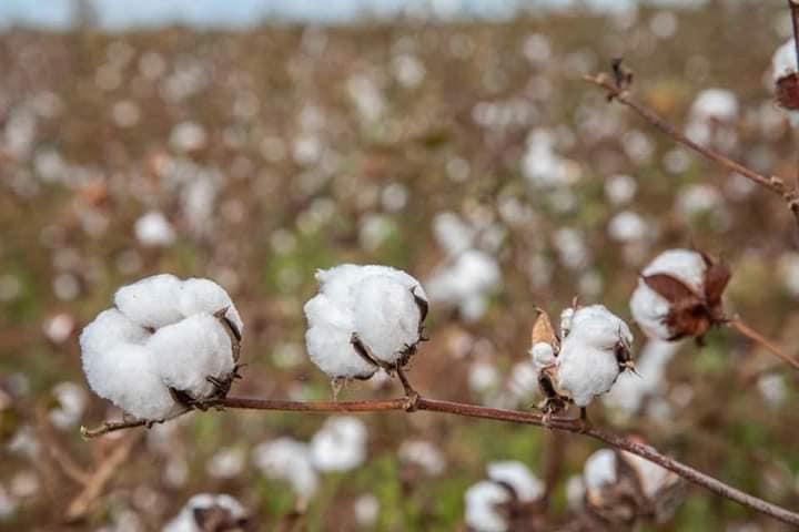 Time to focus on quality to compete with world’s top cotton producers Time to focus on quality to compete with world’s top cotton producers