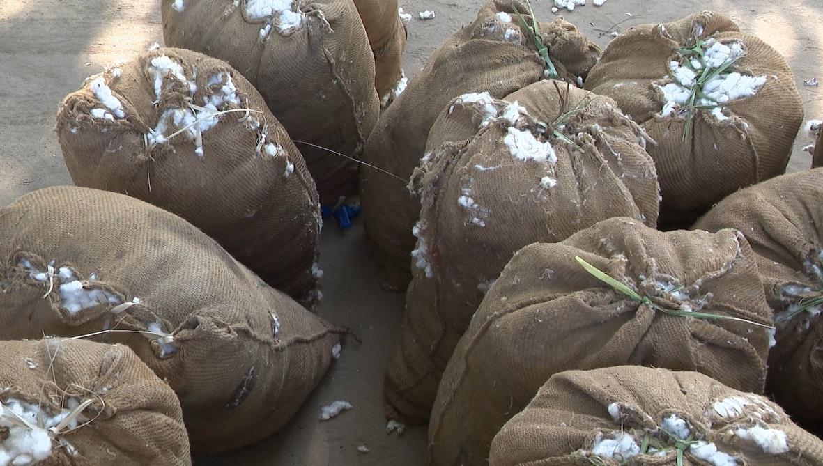 Promotion of cotton: Sofala reveals new concessionary company Promotion of cotton: Sofala reveals new concessionary company