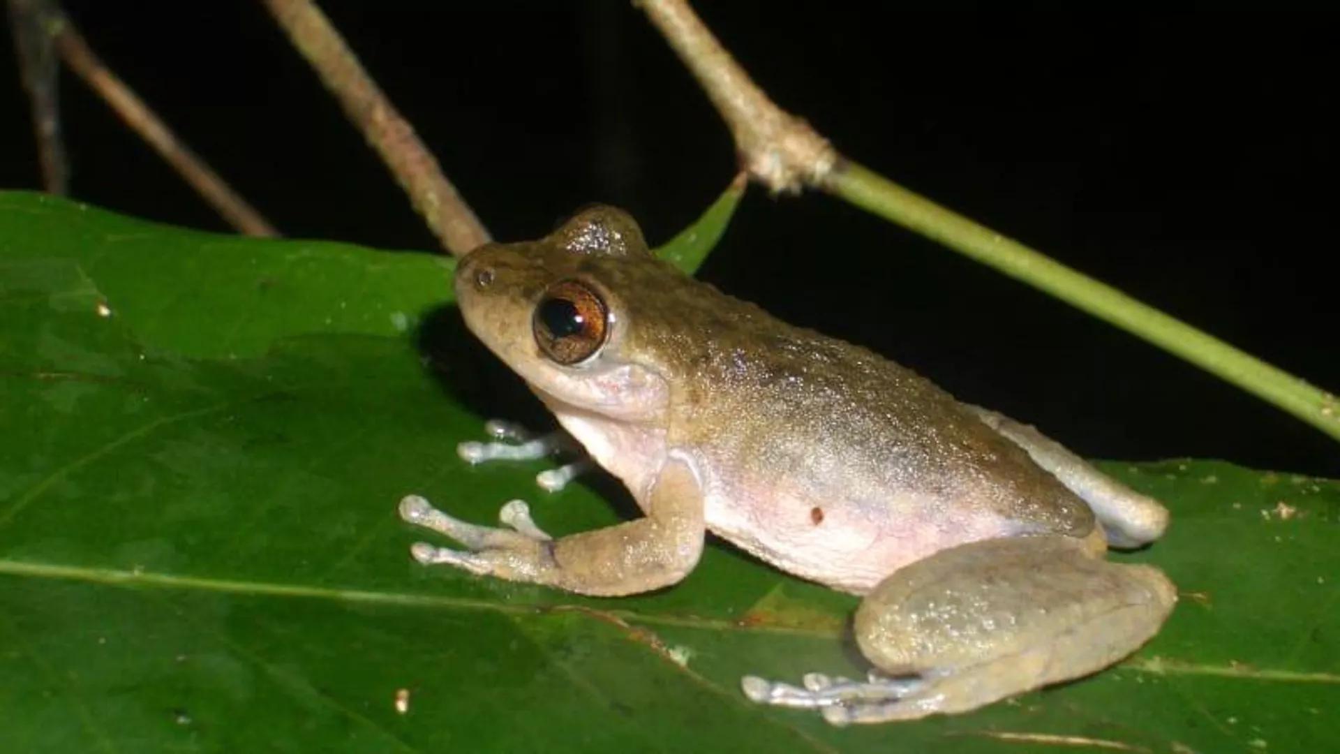 Australian Mountain Mist Frog Officially Extinct Australian Mountain Mist Frog Officially Extinct