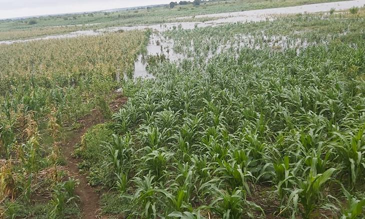 30 hectares of crops lost to flooding in Gaza 30 hectares of crops lost to flooding in Gaza