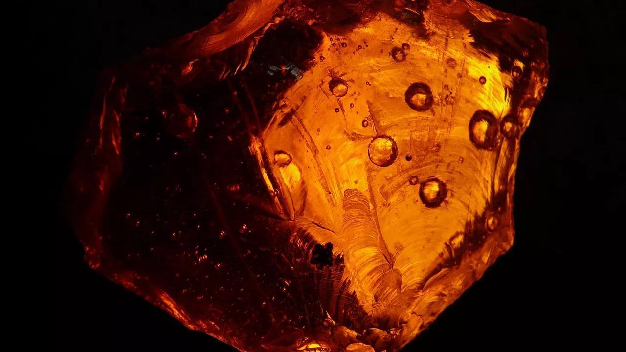 True Identity of Extinct Prehistoric Flower Uncovered by Scientists True Identity of Extinct Prehistoric Flower Uncovered by Scientists