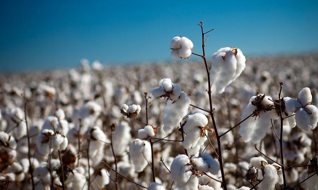 Sofala resumes cotton production with US$2.3 million investment Sofala resumes cotton production with US$2.3 million investment