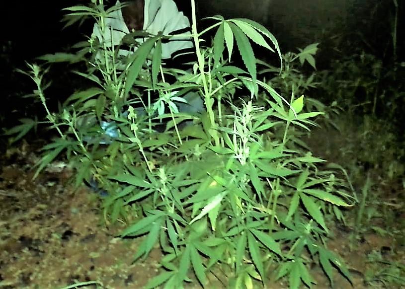 Africa is a treasure of medicinal plants: Here are 7 most popular Africa is a treasure of medicinal plants: Here are 7 most popular