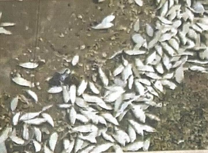 Mozambique fish deaths caused by climate change Mozambique fish deaths caused by climate change