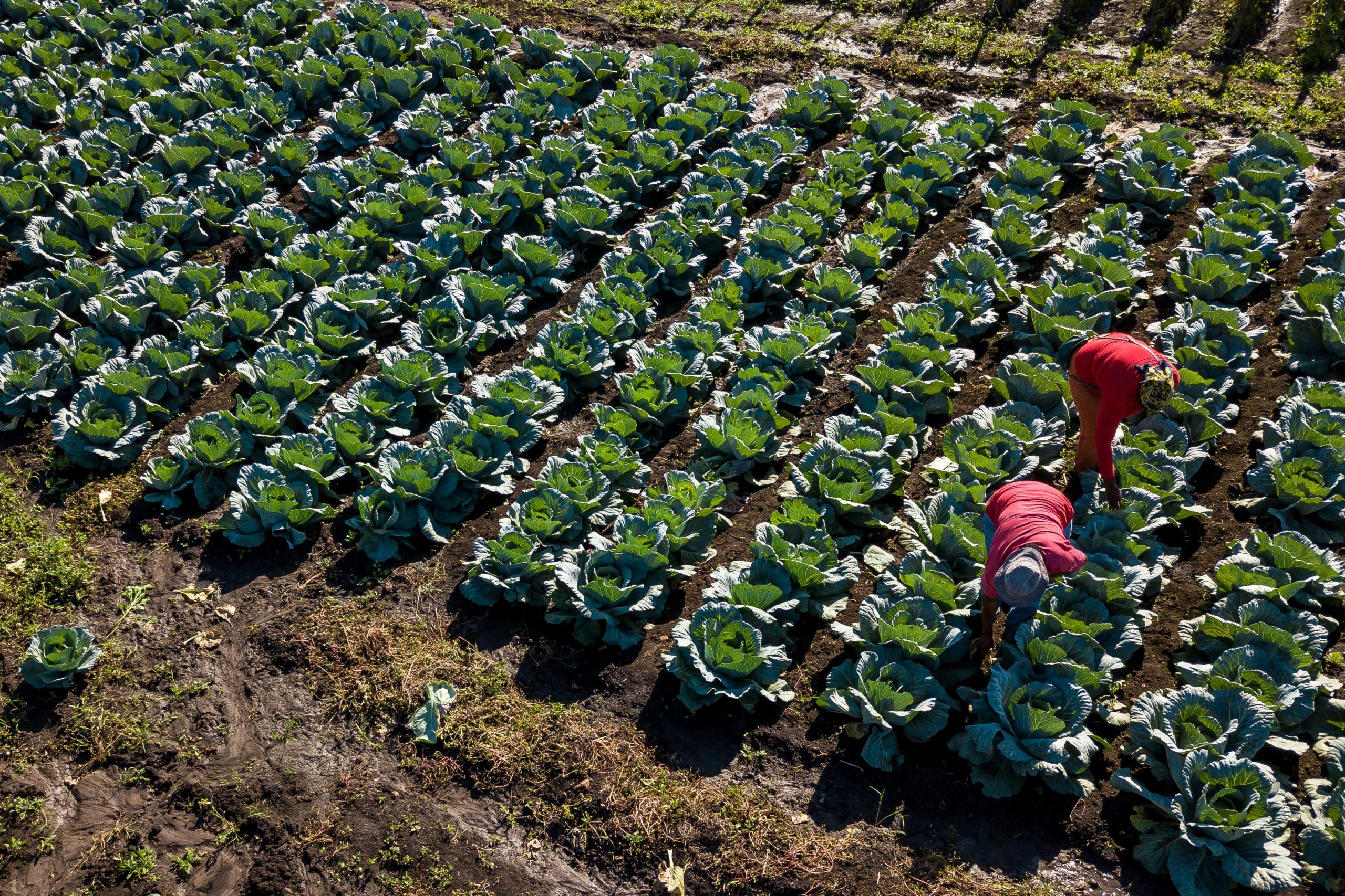Community Development Foundation reject Agriculture Minister’s food claims as “impossible” Community Development Foundation reject Agriculture Minister’s food claims as “impossible”