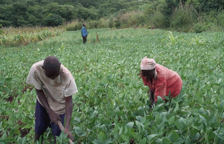 World Bank: Agriculture led economic growth in 2022 World Bank: Agriculture led economic growth in 2022