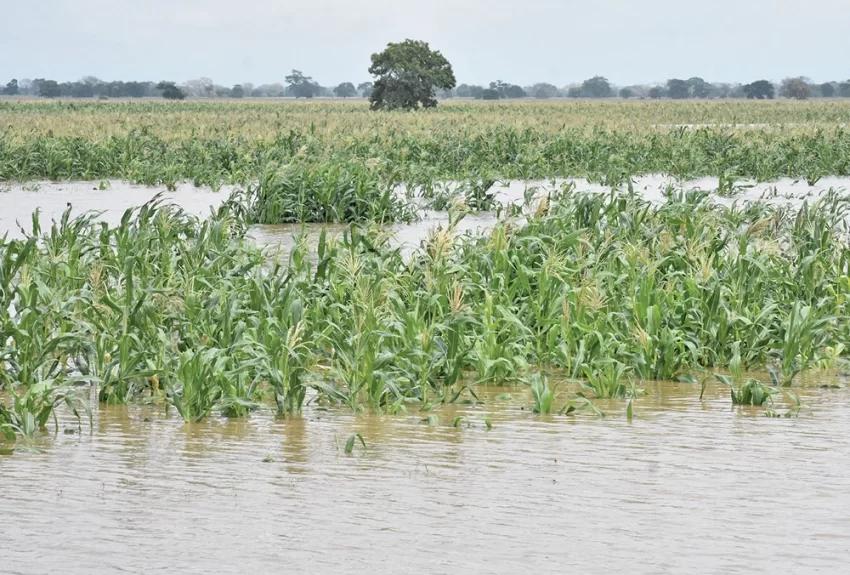 44,000 hectares lost in Inhambane 44,000 hectares lost in Inhambane