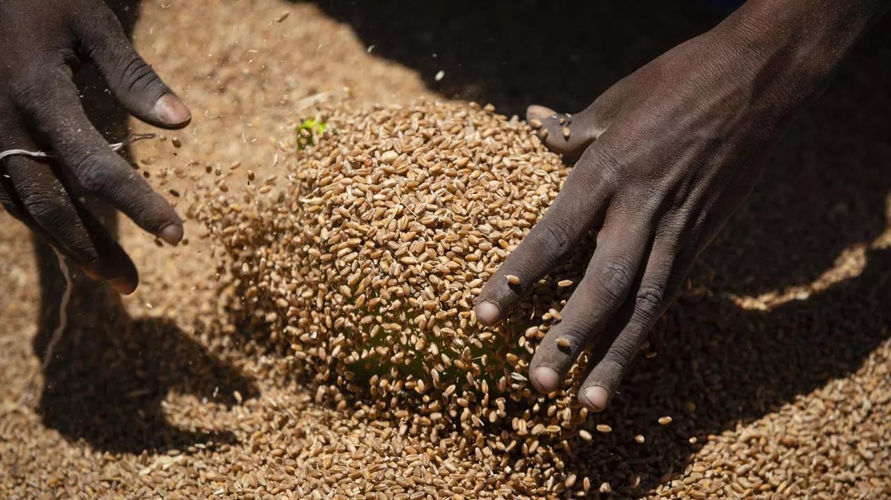 How Does US Humanitarian Aid Influence Local African Wheat Market? How Does US Humanitarian Aid Influence Local African Wheat Market?
