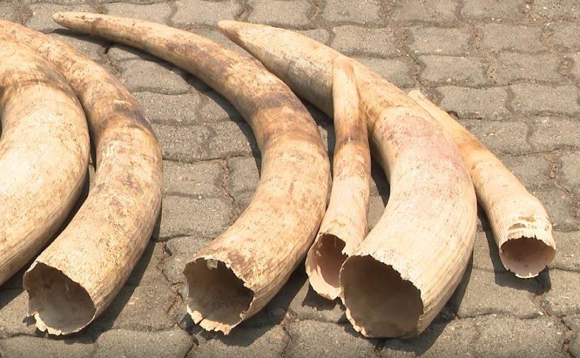 Police seize ten elephant tusks in Tete Police seize ten elephant tusks in Tete