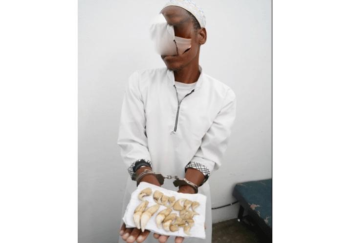 Man arrested in possession of lions’ teeth and claws Man arrested in possession of lions’ teeth and claws