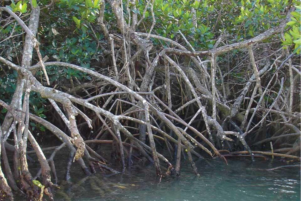 Restoring mangrove forests to preserve ecosystems, mitigate climate change Restoring mangrove forests to preserve ecosystems, mitigate climate change