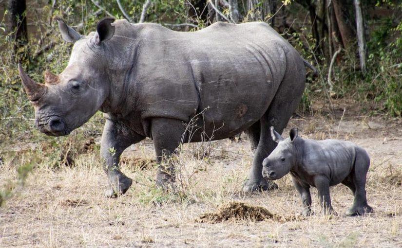 Zinave Park to receive another 10 rhinos in July - Mozambique