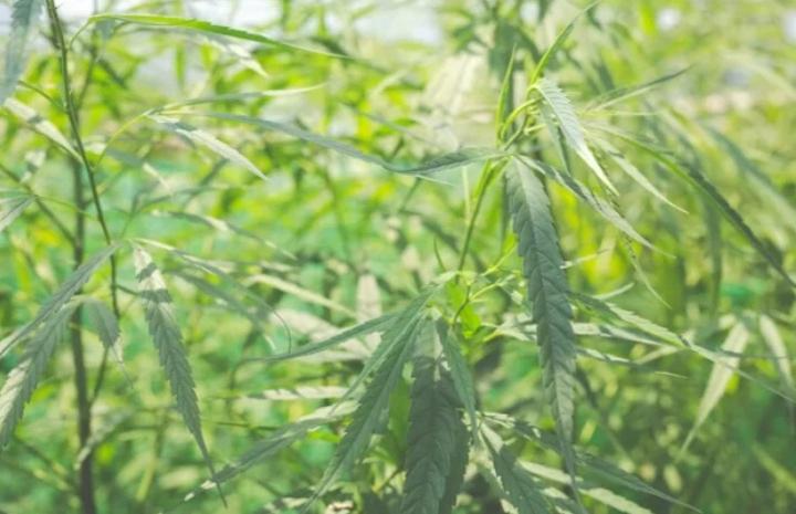 SERNIC dismantles around 4 hectares of cannabis plantation fields SERNIC dismantles around 4 hectares of cannabis plantation fields