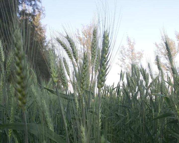 Niassa hopes to produce wheat Niassa hopes to produce wheat