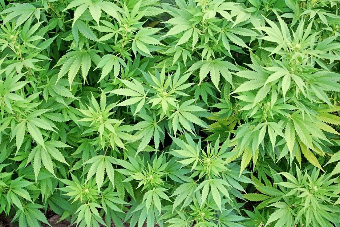 Suspect arrested in connection with the Changalane cannabis plantation case Suspect arrested in connection with the Changalane cannabis plantation case