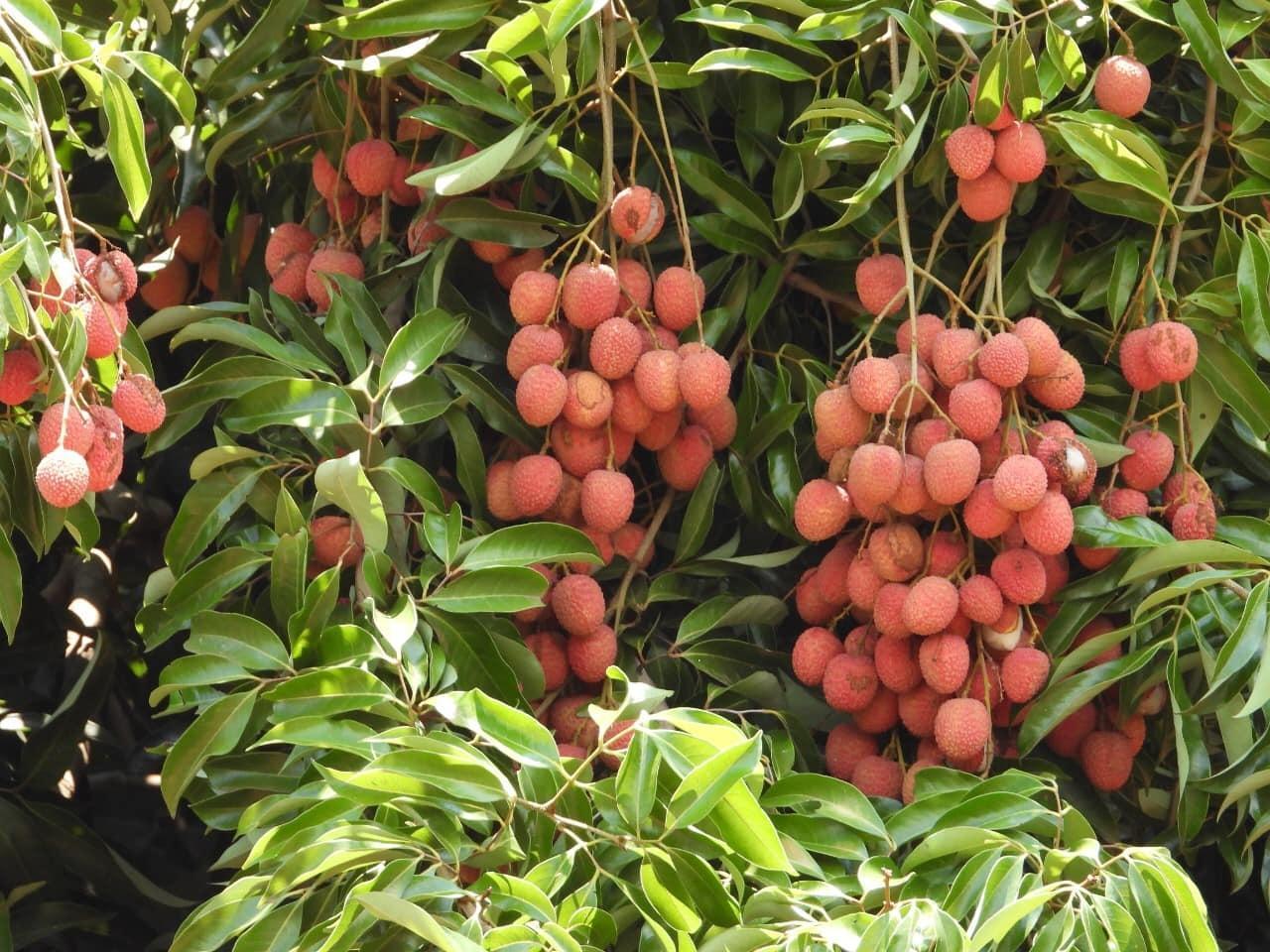 Exports from Manica reach 32 million dollars Exports from Manica reach 32 million dollars