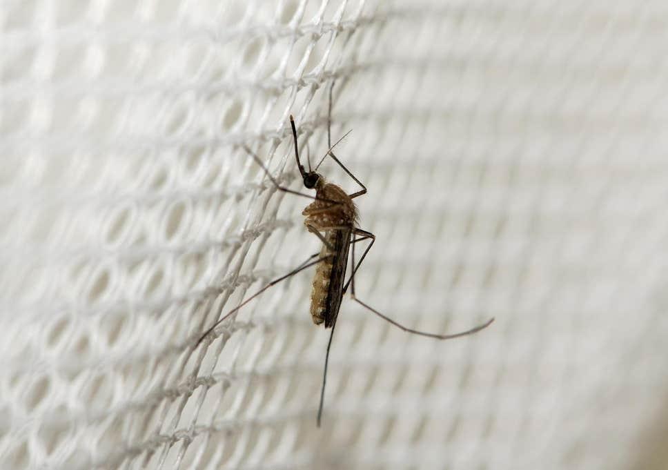 Quashing Mozambique’s mosquito net-cholera conspiracy Quashing Mozambique’s mosquito net-cholera conspiracy