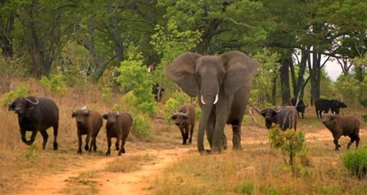 Elephant and buffalo herds spark panic in Nhamatanda, Sofala province Elephant and buffalo herds spark panic in Nhamatanda, Sofala province