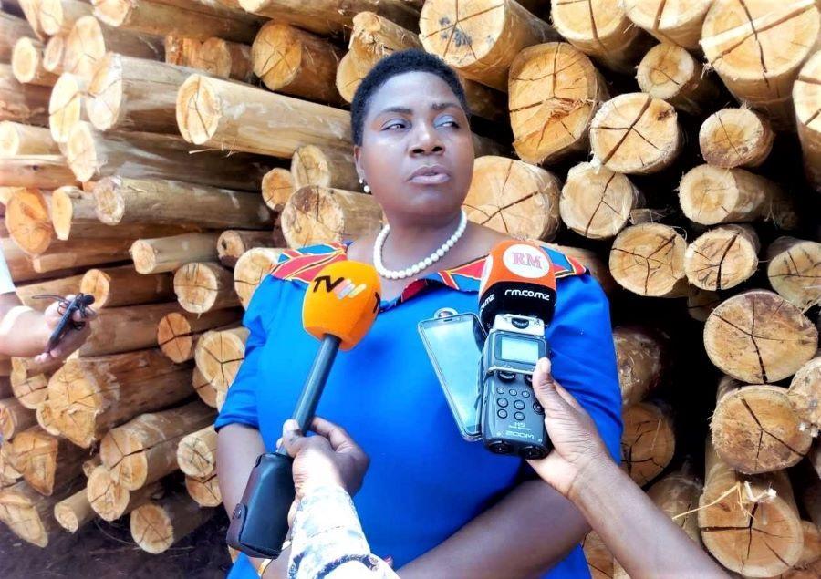 Mozambique exported 100 thousand tons of eucalyptus to Europe Mozambique exported 100 thousand tons of eucalyptus to Europe