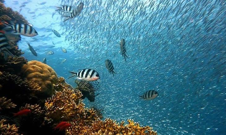 Maputo prepares to host Marine Biodiversity in Mozambique Conference Maputo prepares to host Marine Biodiversity in Mozambique Conference