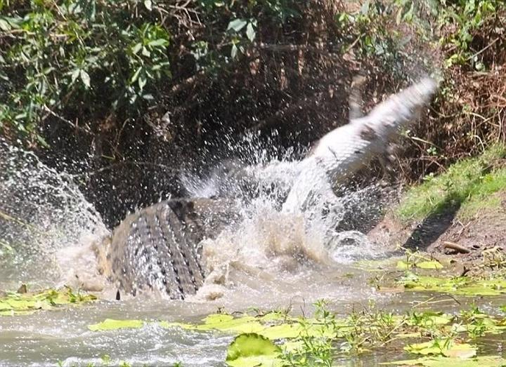 One body found, four still missing after Friday crocodile attacks on the Chire One body found, four still missing after Friday crocodile attacks on the Chire