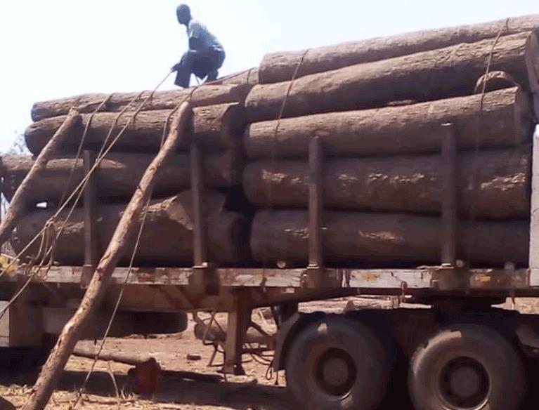 Country losing around 267,000 ha of forest annually – official data Country losing around 267,000 ha of forest annually – official data
