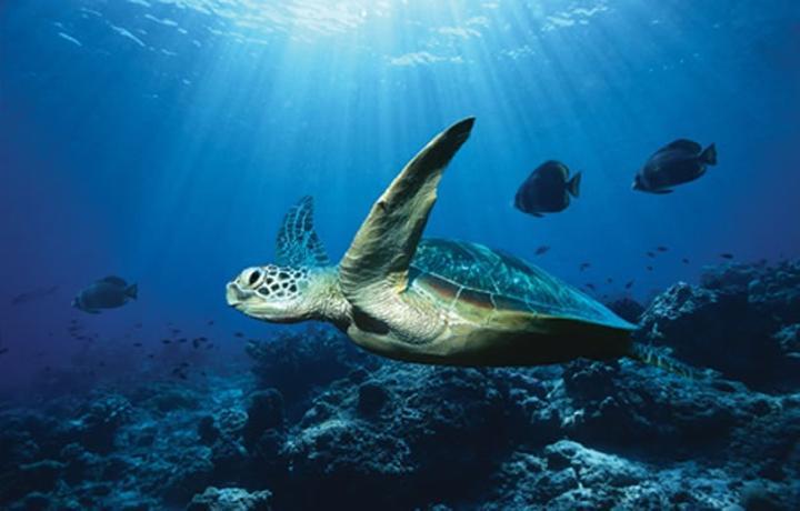 100 million dollars available to support biodiversity 100 million dollars available to support biodiversity