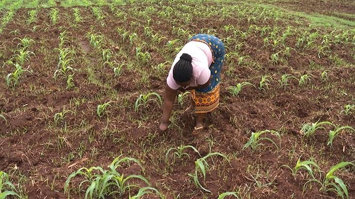 FIDA disburses 4.2 million dollars for food security in remote regions FIDA disburses 4.2 million dollars for food security in remote regions