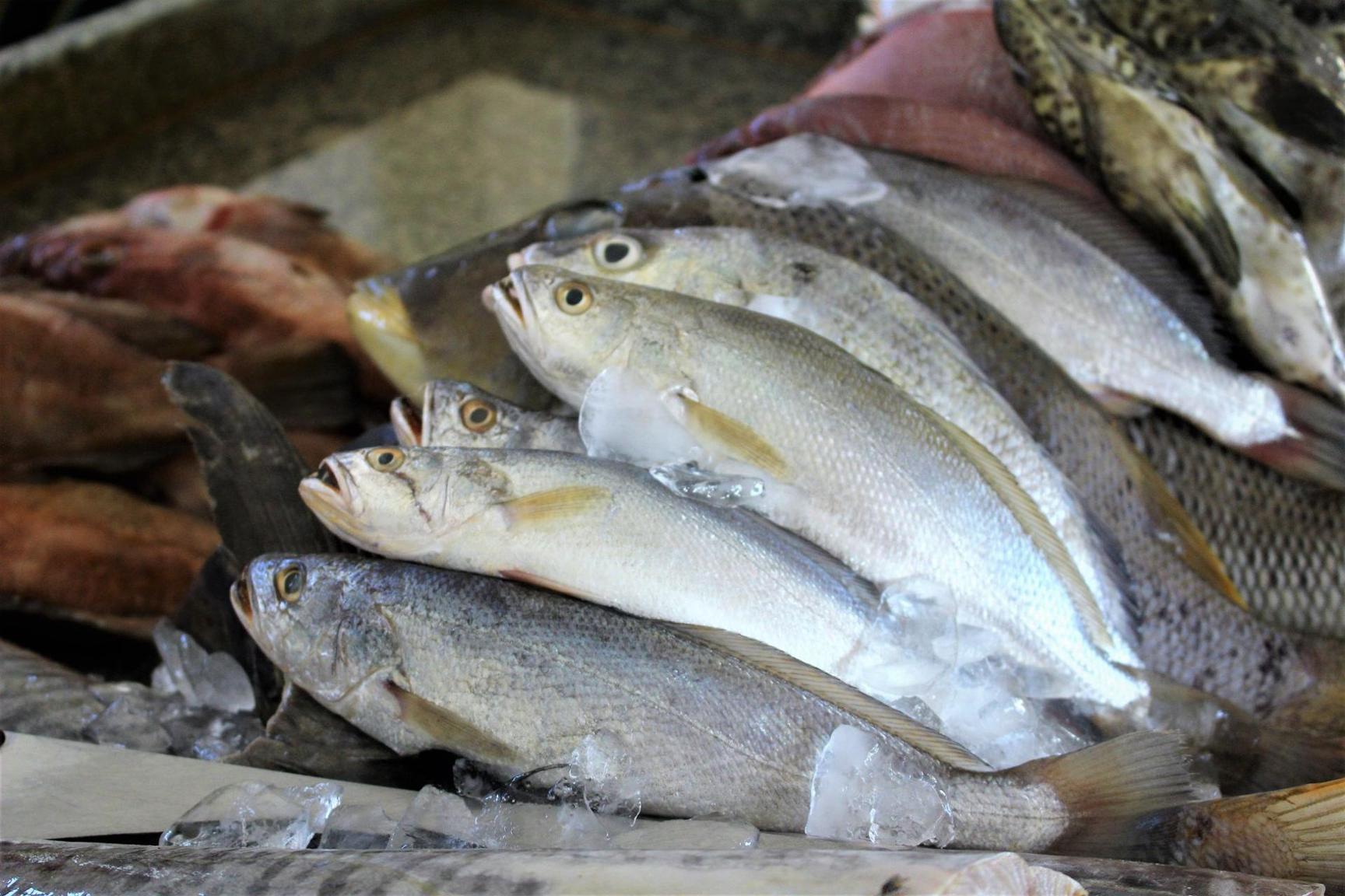 Fisheries production reaches over 200,000 tonnes in H1 Fisheries production reaches over 200,000 tonnes in H1