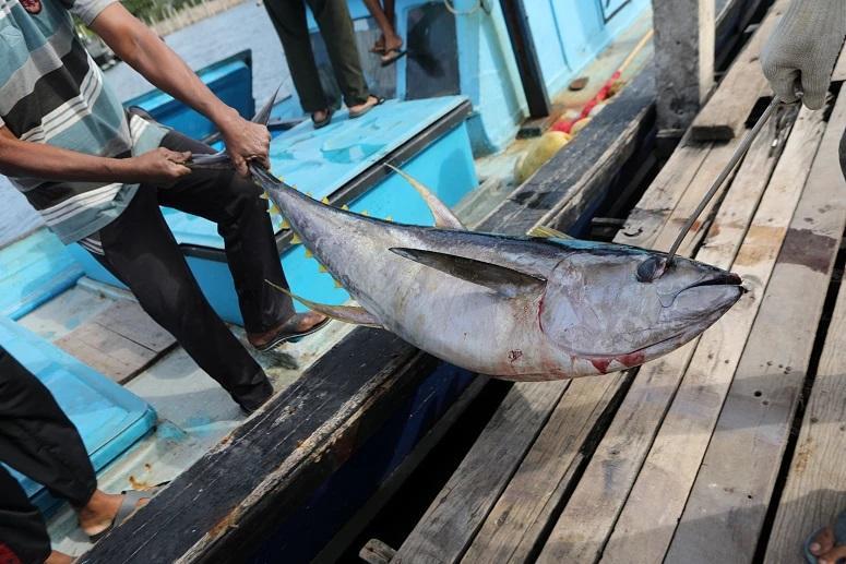 Government cuts tuna fishing licence fees for foreign vessels by half Government cuts tuna fishing licence fees for foreign vessels by half