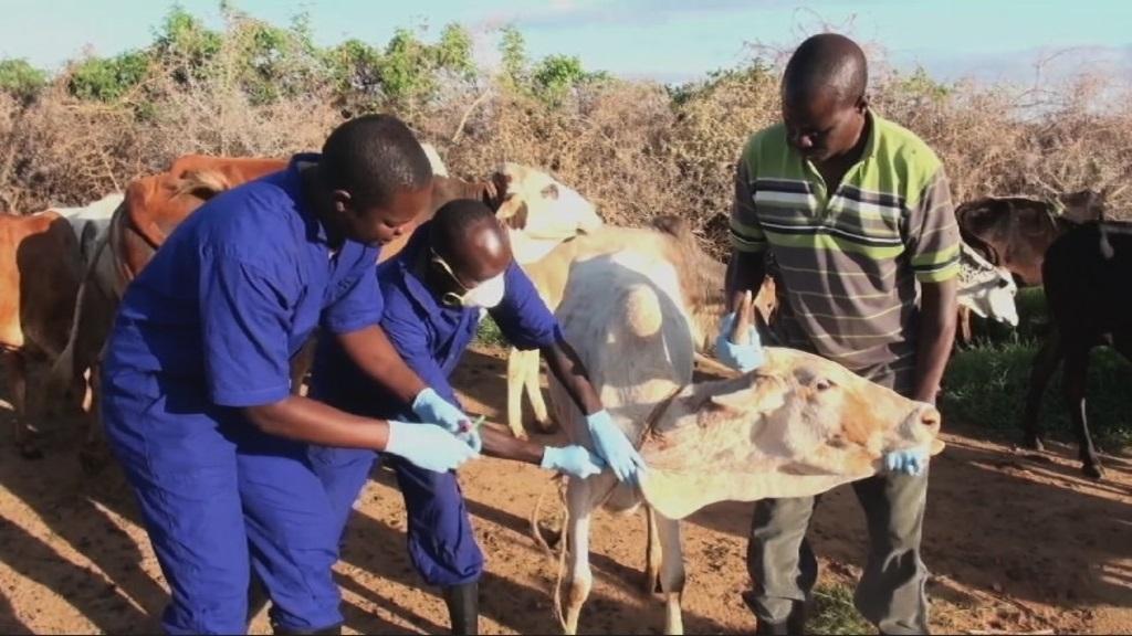 Mozambique needs 800,000 doses of vaccine against foot-and-mouth disease Mozambique needs 800,000 doses of vaccine against foot-and-mouth disease