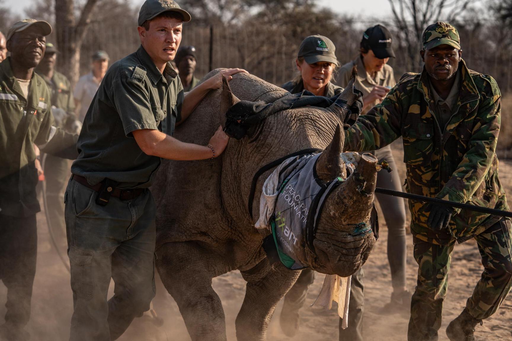 Mozambique Government, Peace Parks Foundation and partners secure massive success for rhino survival Mozambique Government, Peace Parks Foundation and partners secure massive success for rhino survival