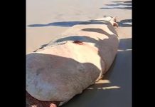 Human remains found inside a shark that washed ashore in Pebane, Zambézia Human remains found inside a shark that washed ashore in Pebane, Zambézia
