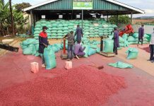 Empowering Youth in Agriculture Boosts Global Economy Empowering Youth in Agriculture Boosts Global Economy