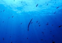 Nations Ratify First Treaty to Protect International Waters Nations Ratify First Treaty to Protect International Waters