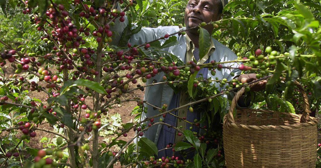 Ethiopian Coffee Exports Earn Over $500 Million Ethiopian Coffee Exports Earn Over $500 Million