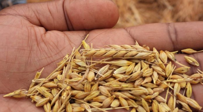 Manica set to increase barley production Manica set to increase barley production