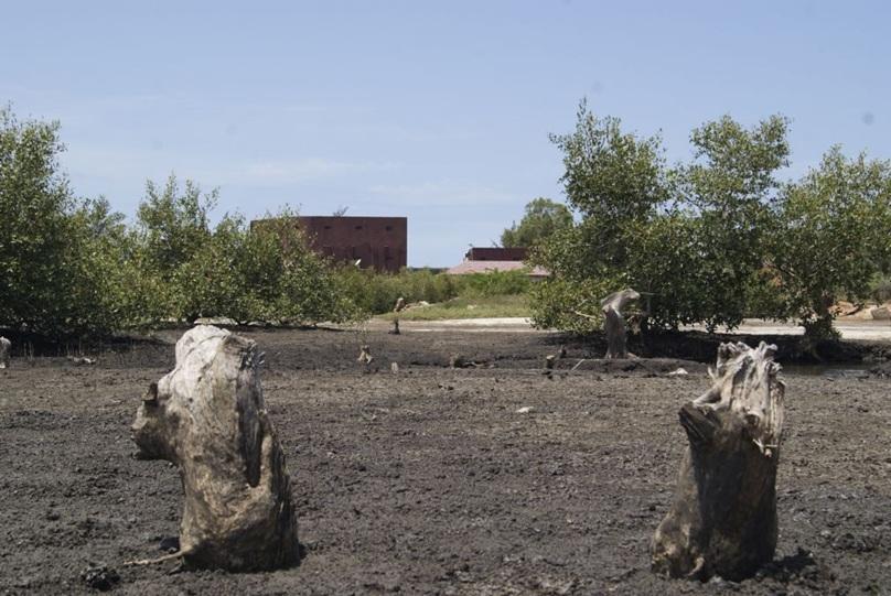 Blue Forest Plants 40 Million Mangrove Trees in Mozambique Blue Forest Plants 40 Million Mangrove Trees in Mozambique