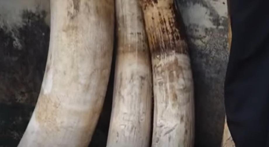 Seven Arrested for Poaching Ivory in Magude Mozambique Seven Arrested for Poaching Ivory in Magude Mozambique