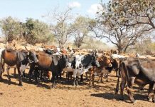 Maputo Province Imposes Animal Movement Restrictions Maputo Province Imposes Animal Movement Restrictions