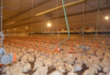 Almost 100000 Tonnes of Chicken Produced in Nine Months Almost 100000 Tonnes of Chicken Produced in Nine Months