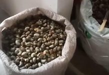 Cashew Smuggling Costs Mozambique €1.5 Million Cashew Smuggling Costs Mozambique €1.5 Million