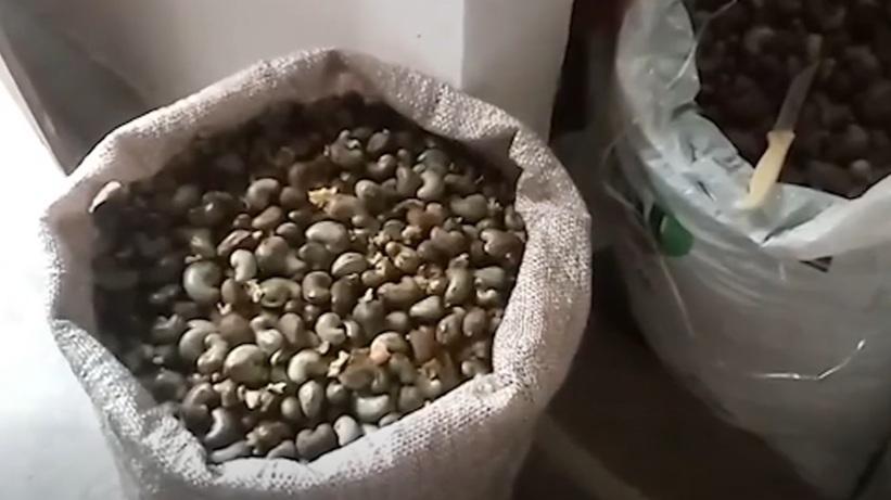 Cashew Smuggling Costs Mozambique €1.5 Million Cashew Smuggling Costs Mozambique €1.5 Million