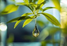 Mozambique Biofuels Regulation Amendments Enhance Production Mozambique Biofuels Regulation Amendments Enhance Production