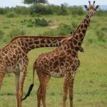 Mozambique Resizes Conservation Areas for Community Balance Mozambique Resizes Conservation Areas for Community Balance