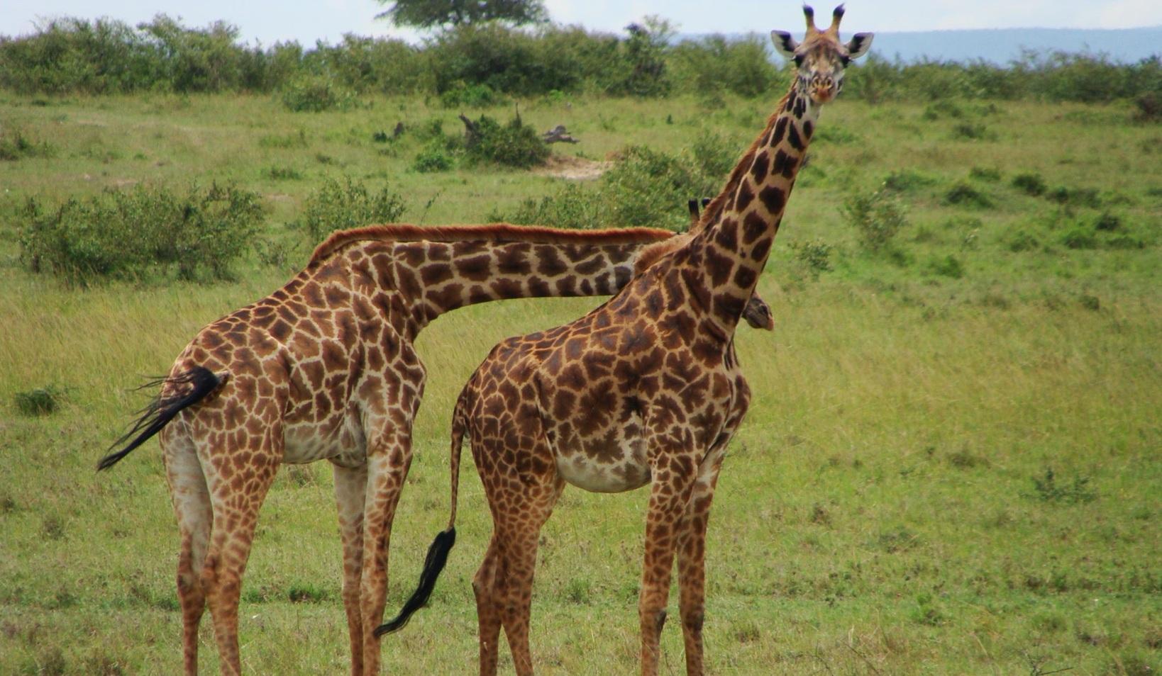 Mozambique Resizes Conservation Areas for Community Balance Mozambique Resizes Conservation Areas for Community Balance